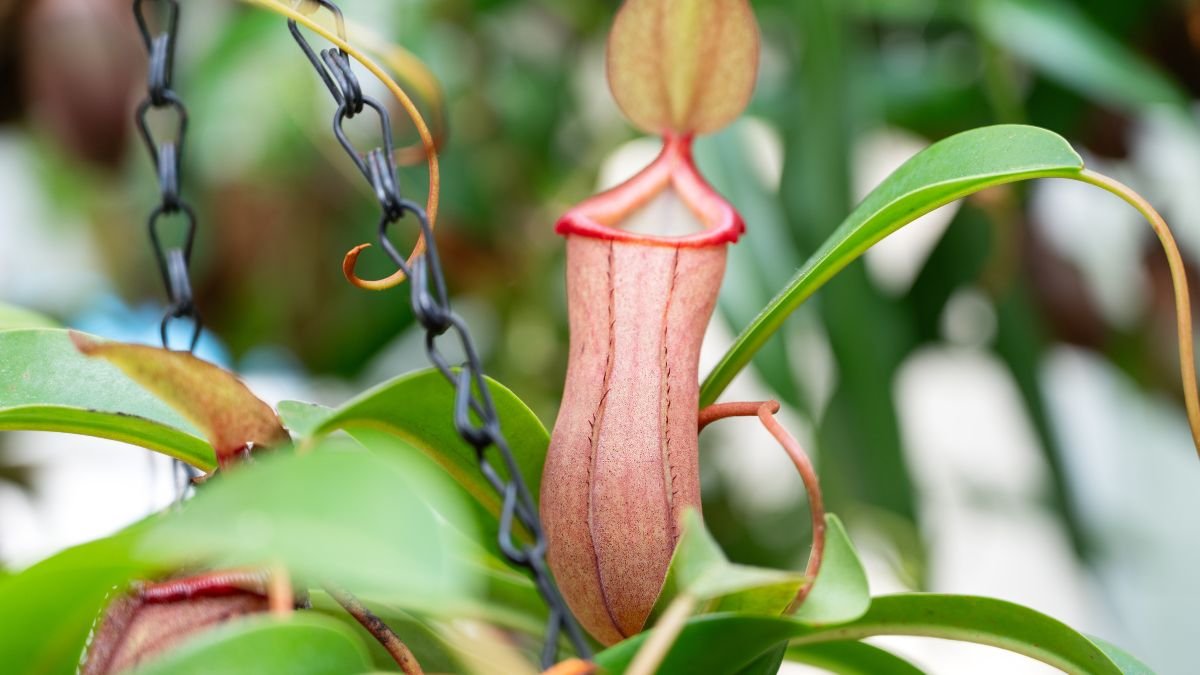 A kancsóka (Nepenthes x ventrata) élénk színű, henger alakú csapdája, zöld levelek között lógva.