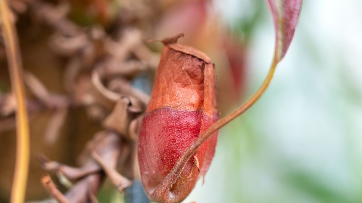 A kancsóka (Nepenthes x ventrata) színes, hosszúkás kancsója, amely rovarokat vonz, izgalmas dísze a trópusi kerteknek.