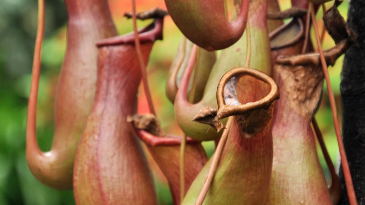 A kancsóka (Nepenthes x ventrata) különleges, csónak alakú levelei, amelyek rovarokat csapdába ejtenek, zöld és vörös árnyalatokban pompáznak.