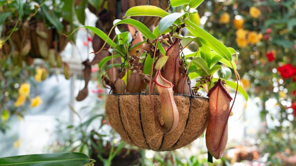 A kancsóka (Nepenthes x ventrata) élénk zöld levelei és különleges, üvegszerű kancsói díszítik a kosárba ültetett növényt, háttérben virágokkal.