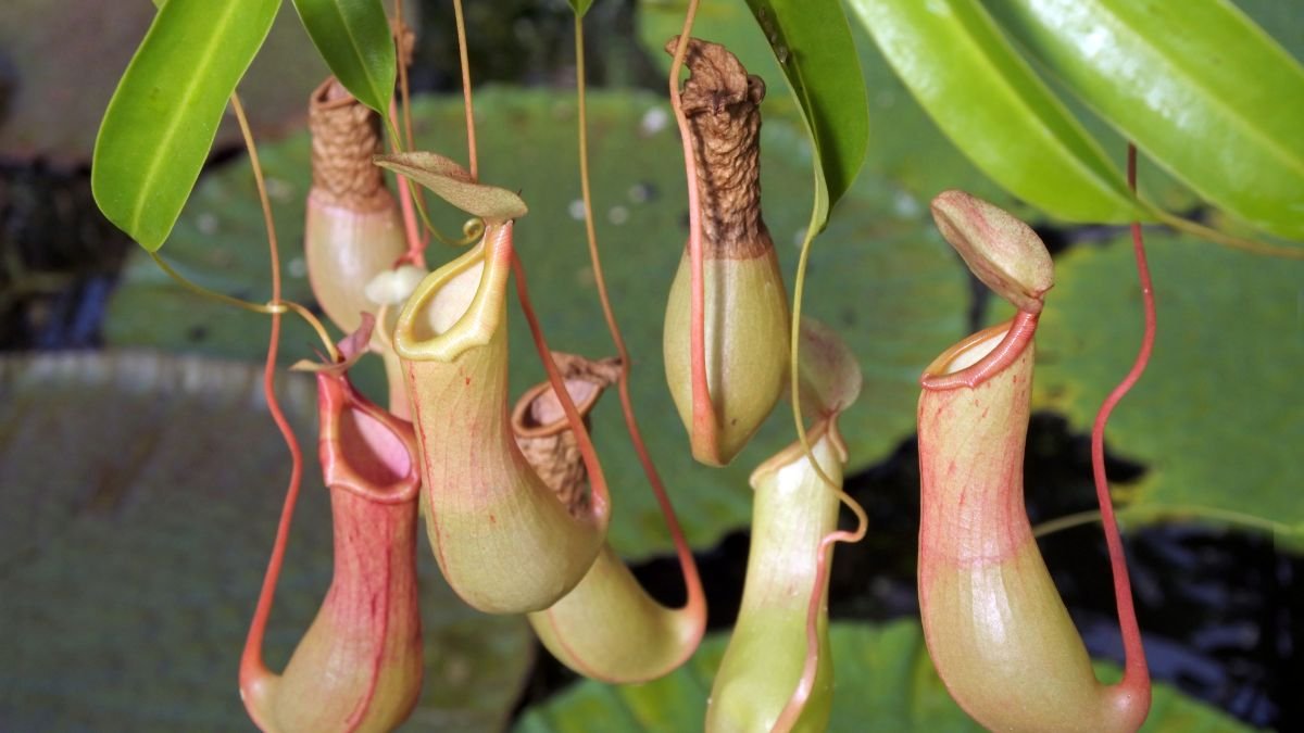 A kancsóka (Nepenthes x ventrata) különleges, színes kancsói a természetes élőhelyükön, zöld levelek között lógva.