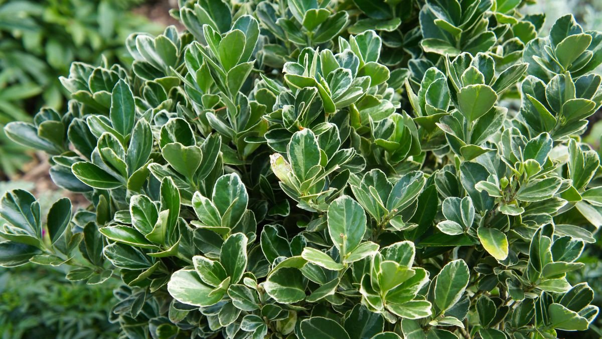 A japán kecskerágó dús zöld levelei, szélükön világos sávval, mely díszes megjelenést kölcsönöz a növénynek.