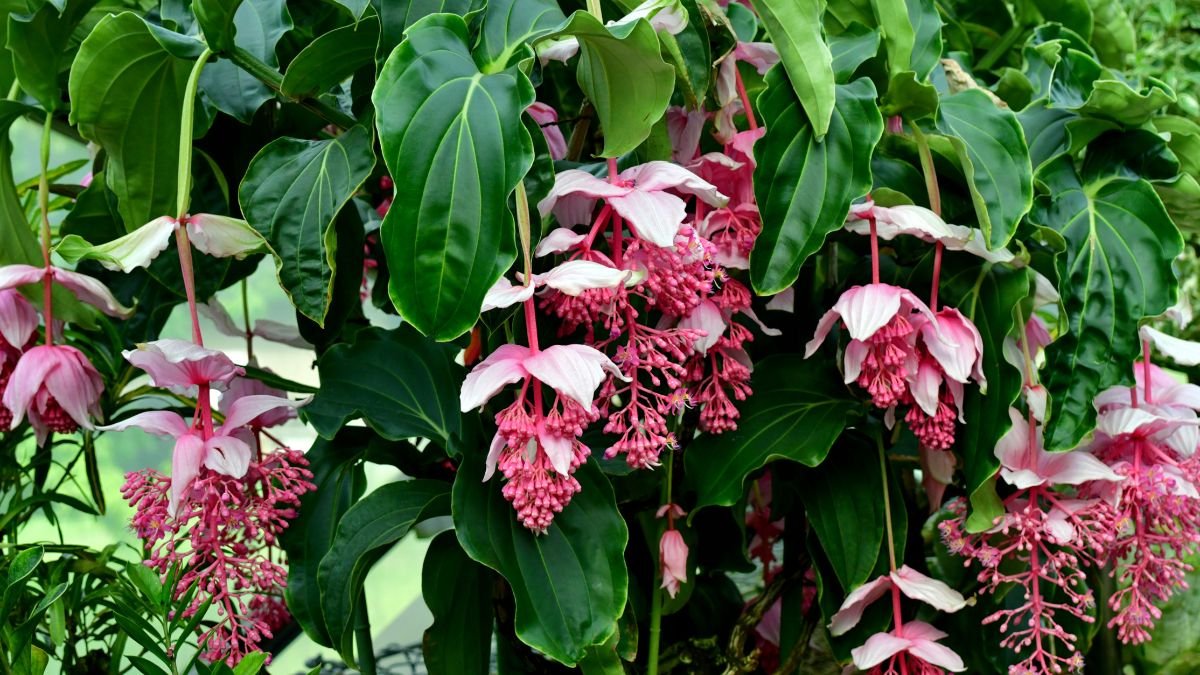 A Medinilla magnifica dús zöld levelei között élénk rózsaszín virágok bontakoznak ki, lenyűgöző trópusi látványt nyújtva.