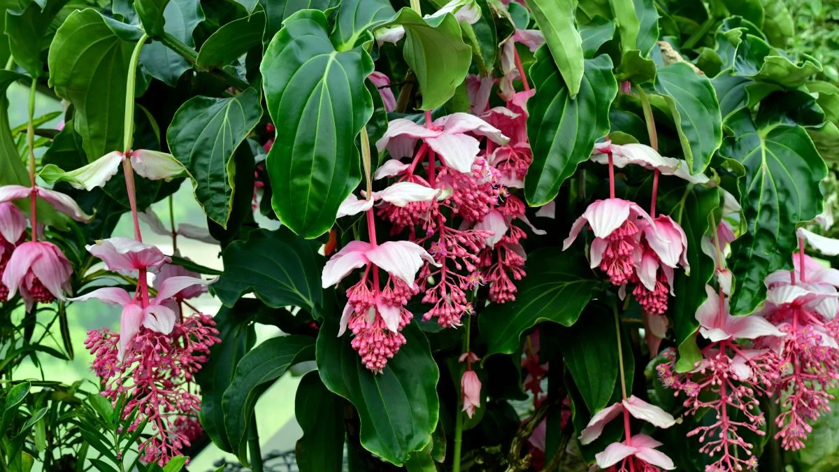 A Medinilla magnifica dús zöld levelei között élénk rózsaszín virágok bontakoznak ki, lenyűgöző trópusi látványt nyújtva.