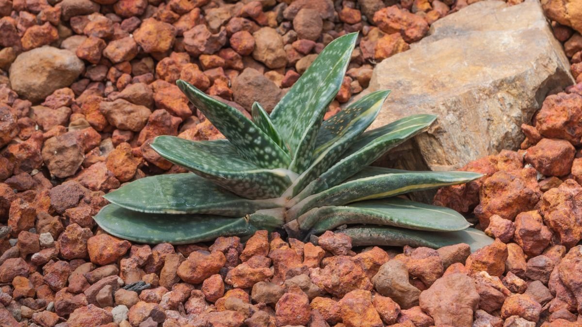 A daráslevél (Gasteria) zöld, húsos levelei a vörös köveken pihennek, tükrözve a pozsgások szépségét.