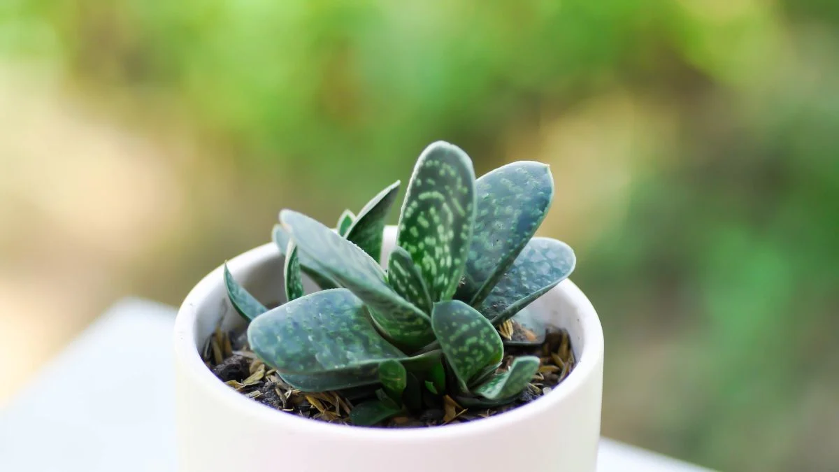 Egy zöld, pozsgás daráslevél (Gasteria) látható egy fehér cserépben, szép levelekkel.