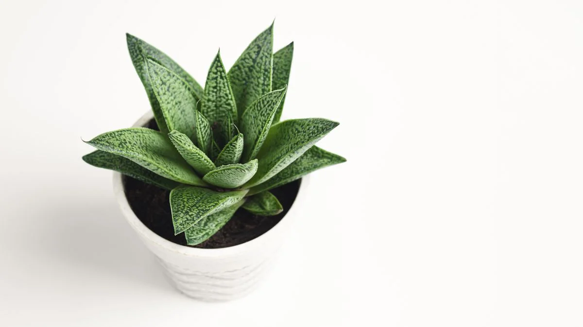 A daráslevél (Gasteria) zöld, húsos levelei és szép mintázata jól látható egy fehér cserépben.