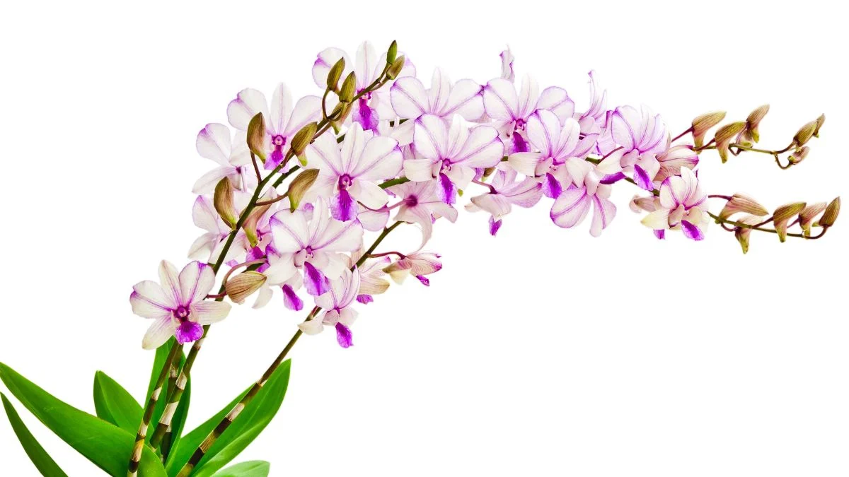 A Dendrobium orchidea gyönyörű, lila és fehér virágokkal díszített, zöld levelekkel rendelkező növény, amely a helyiség színfoltja lehet.