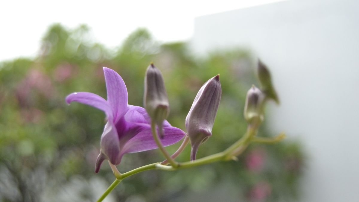 A Dendrobium orchidea élénk lila virágja és bimbói láthatók, háttérben zöld növényekkel.