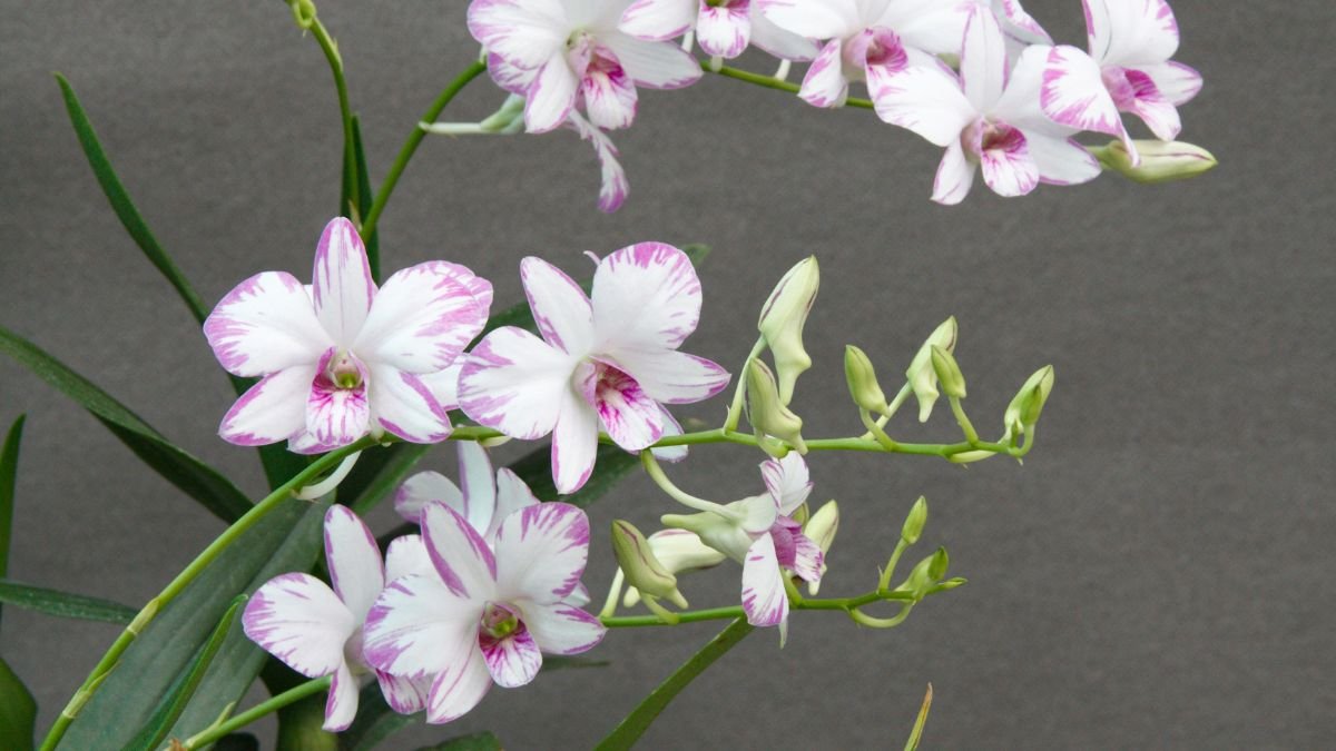 A Dendrobium orchidea virágai, fehér és rózsaszín árnyalatokban pompáznak, zöld levelek között.