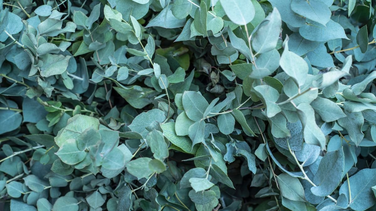 Eukaliptusz levelek zöldes árnyalatokban, dúsan egymásra hajtva, természetes környezetben.