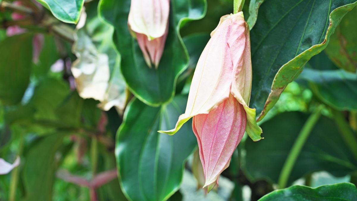 A Medinilla magnifica rügyekben lévő virágai, lágy rózsaszín árnyalatban, zöld levelek között.