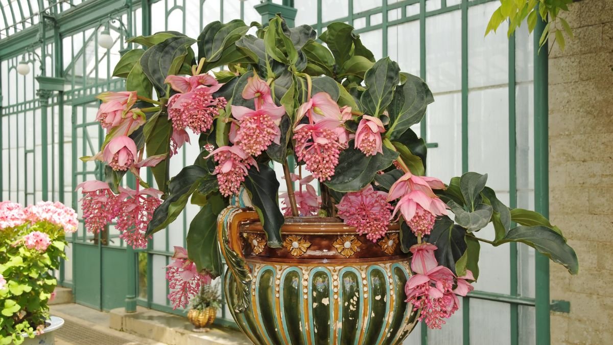 A Medinilla magnifica virágzó növénye, pink virágokkal és zöld levelekkel, díszes cserépben, üvegházban.