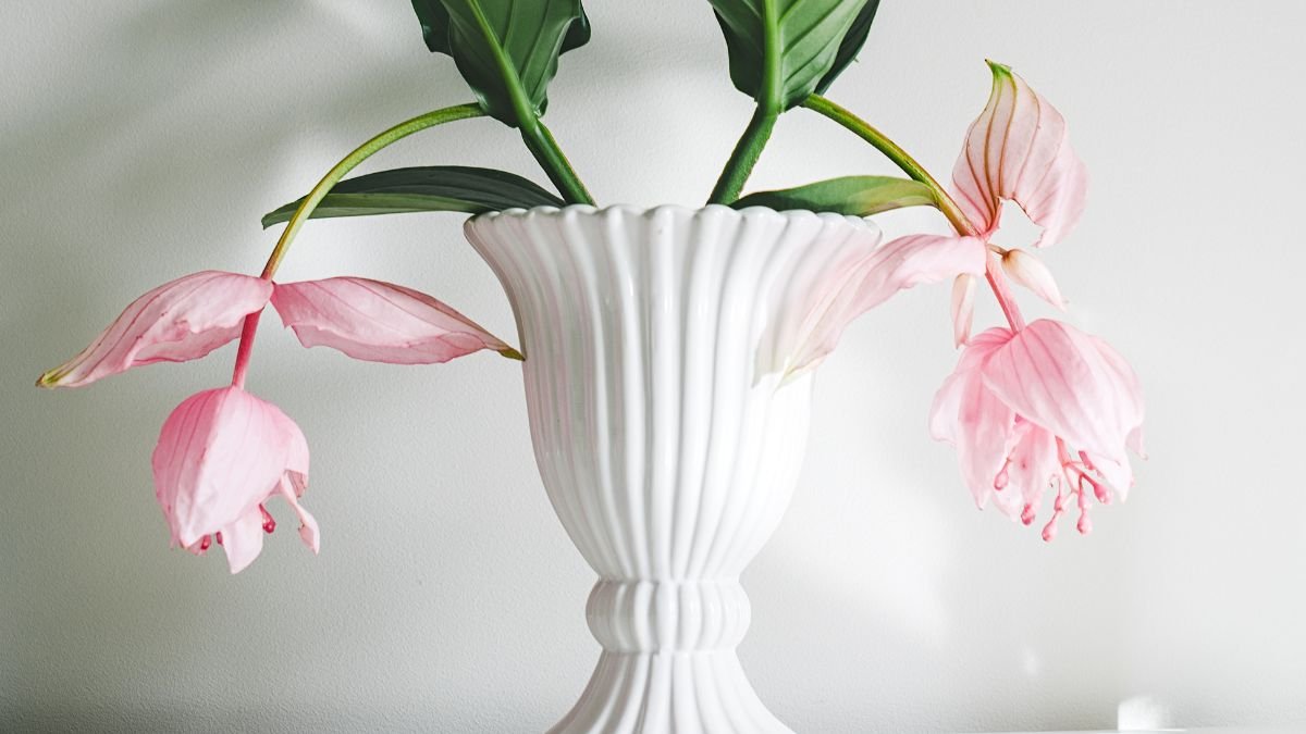 A Medinilla magnifica virágzó ágai egy elegáns fehér vázában, lágy rózsaszín virágokkal és zöld levelekkel díszítve.