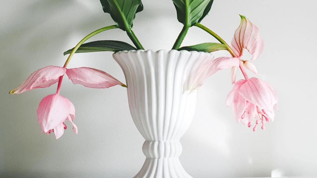 A Medinilla magnifica virágzó ágai egy elegáns fehér vázában, lágy rózsaszín virágokkal és zöld levelekkel díszítve.