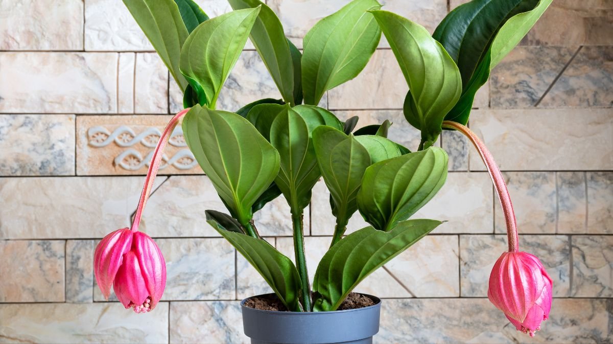 A Medinilla magnifica gyönyörű zöld levelekkel és rózsaszín virágokkal díszített, egy szürke cserépben áll.