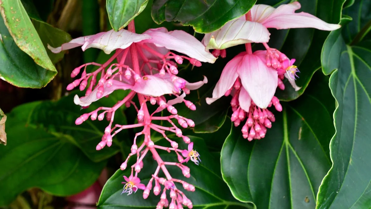 A Medinilla magnifica gyönyörű rózsaszín virágai és zöld levelei, trópusi környezetben.