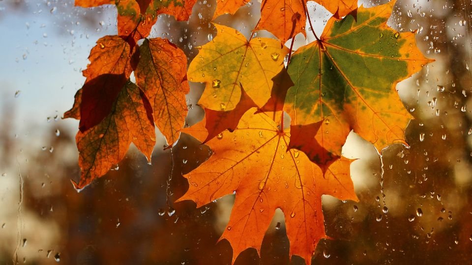 Őszi falevelek cseppekkel borítva, élénk narancs és zöld színekben, a háttérben lágy fényekkel.