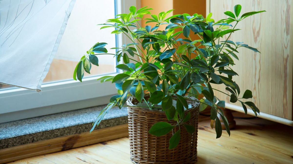 Dús lombú sugárarália (Schefflera) egy világos szobában, fonott kosárban.