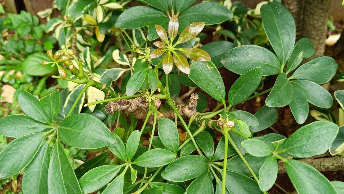 A sugárarália dús, zöld levelei és friss hajtásai, amelyek a napfény felé nyúlnak.