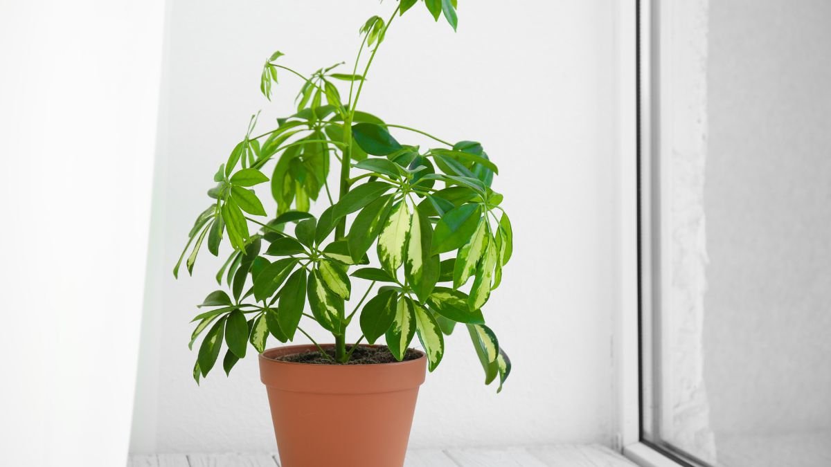 Dús lombú sugárarália (Schefflera) egy terrakotta cserépben, világos háttér előtt, egészséges zöld levelekkel.