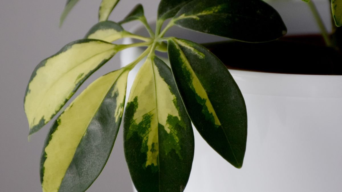 A sugárarália levelei, zöld és sárga színű mintázattal, egy fehér cserépben.