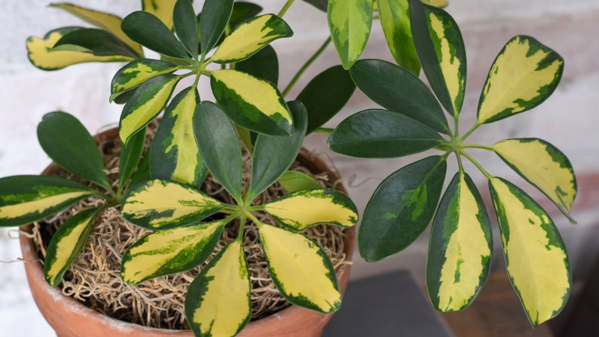 A sugárarália dús, zöld és sárga levelekkel rendelkezik, terrakotta cserépben.