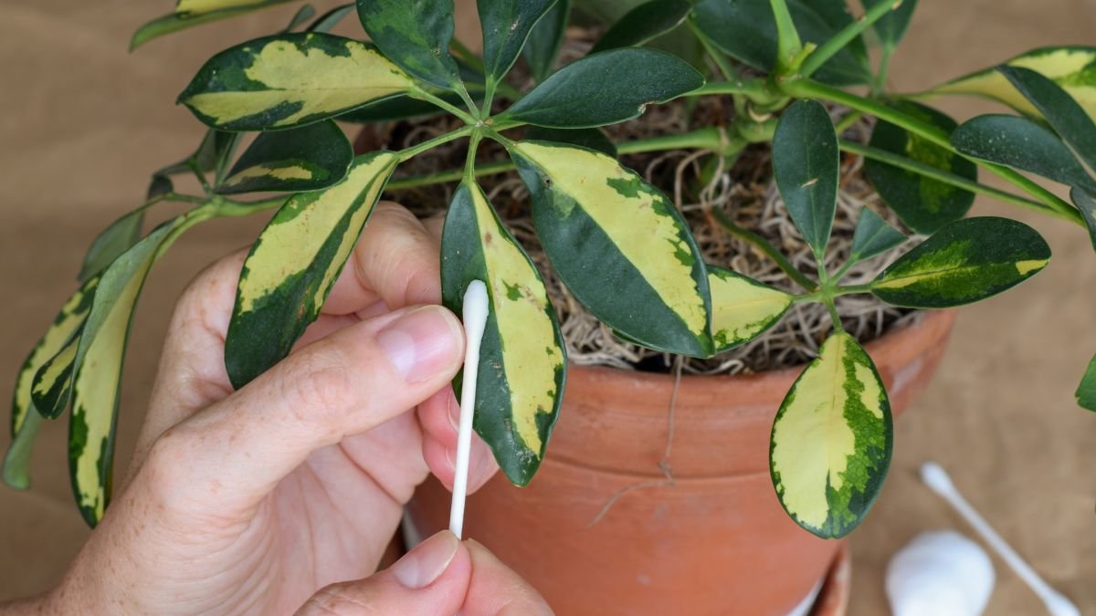 A sugárarália levelei között egy kéz pamutvattát tart, amellyel a növény leveleit tisztítja, hogy megőrizze egészségüket.