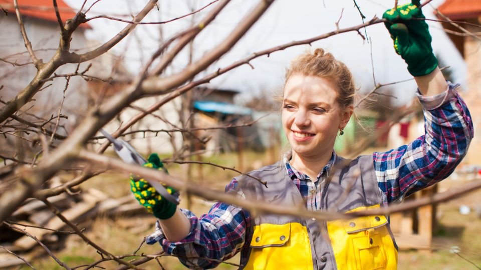 Egy nő boldogan metszi a gyümölcsfát a kertben, napsütésben, zöld kesztyűben.