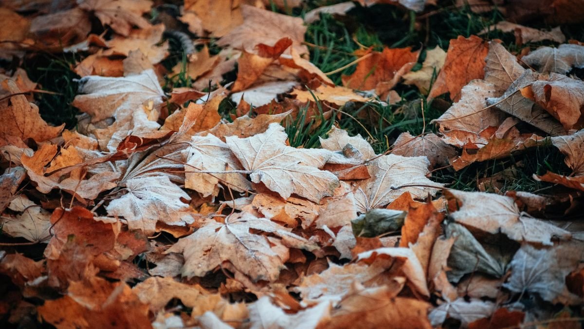 Fagyos, színes őszi falevelek borítják a zöld fűt, jelezve a hűvös idő érkezését.