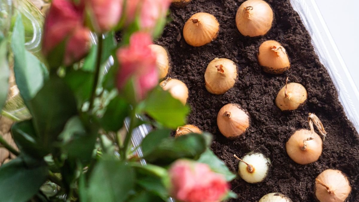 Több hagyma ültetve a földbe, mellette rózsák virágoznak, őszi kertészeti tevékenység.