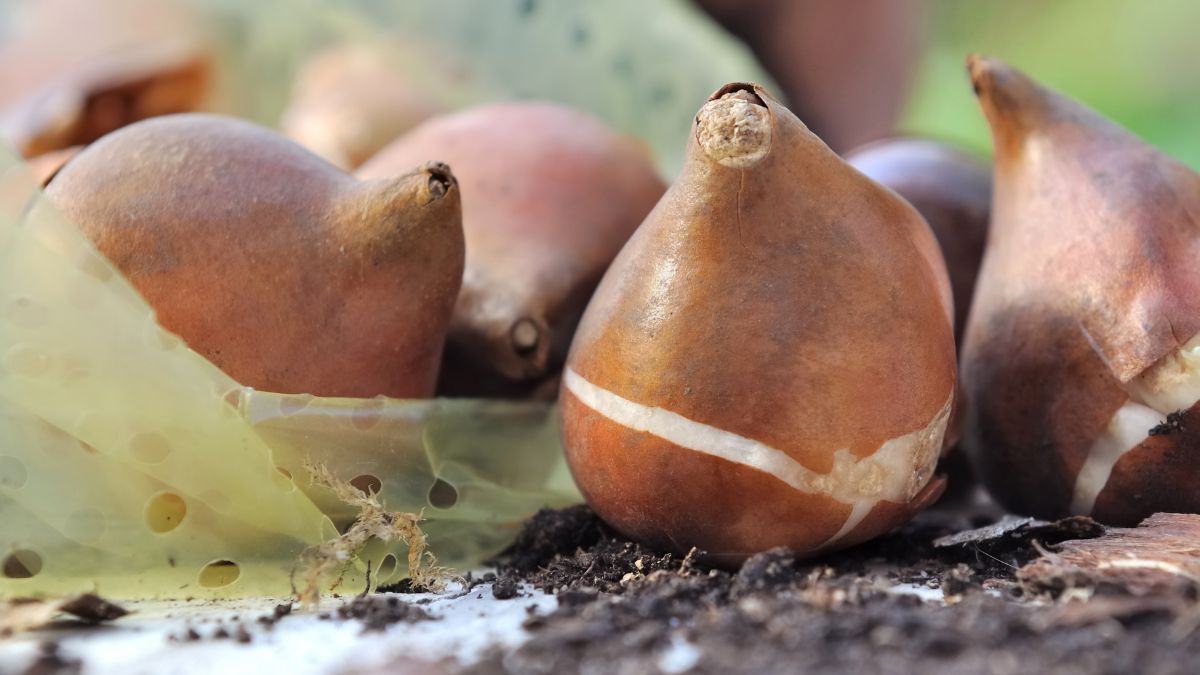 Közelképe néhány őszi ültetésre szánt hagymának, földdel és átlátszó csomagolással körülvéve, készen a kertbe ültetésre.