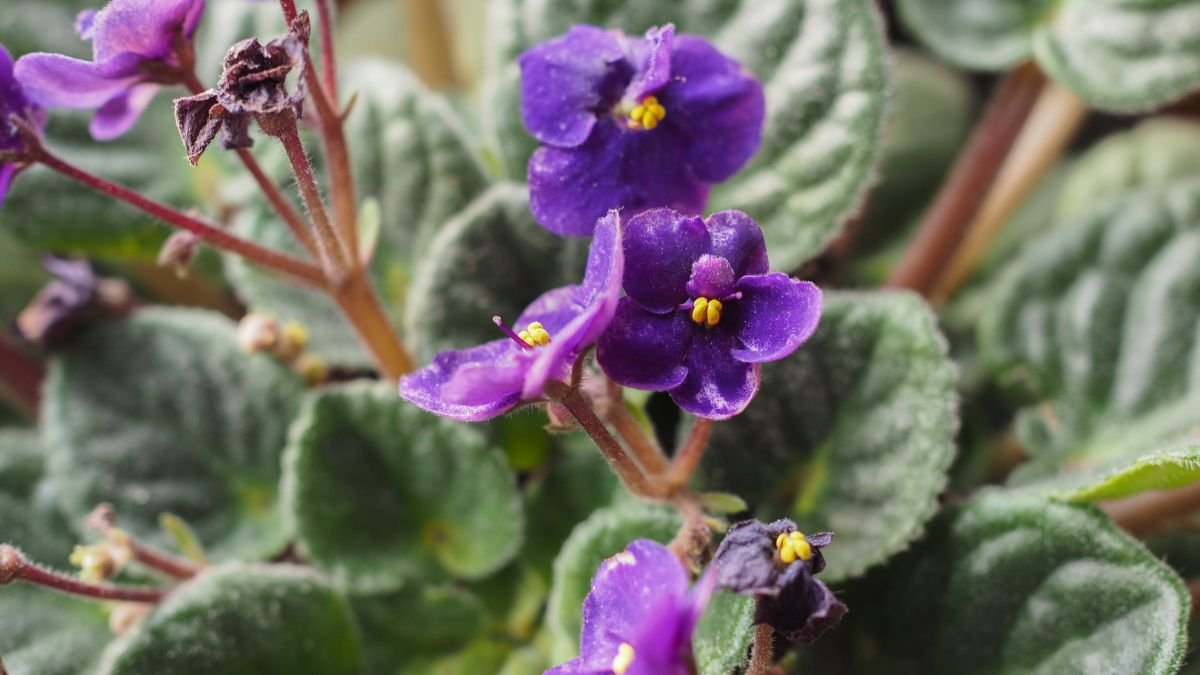 Egy szép fokföldi ibolya virágai sötétlila színben, zöld levelekkel körülvéve.