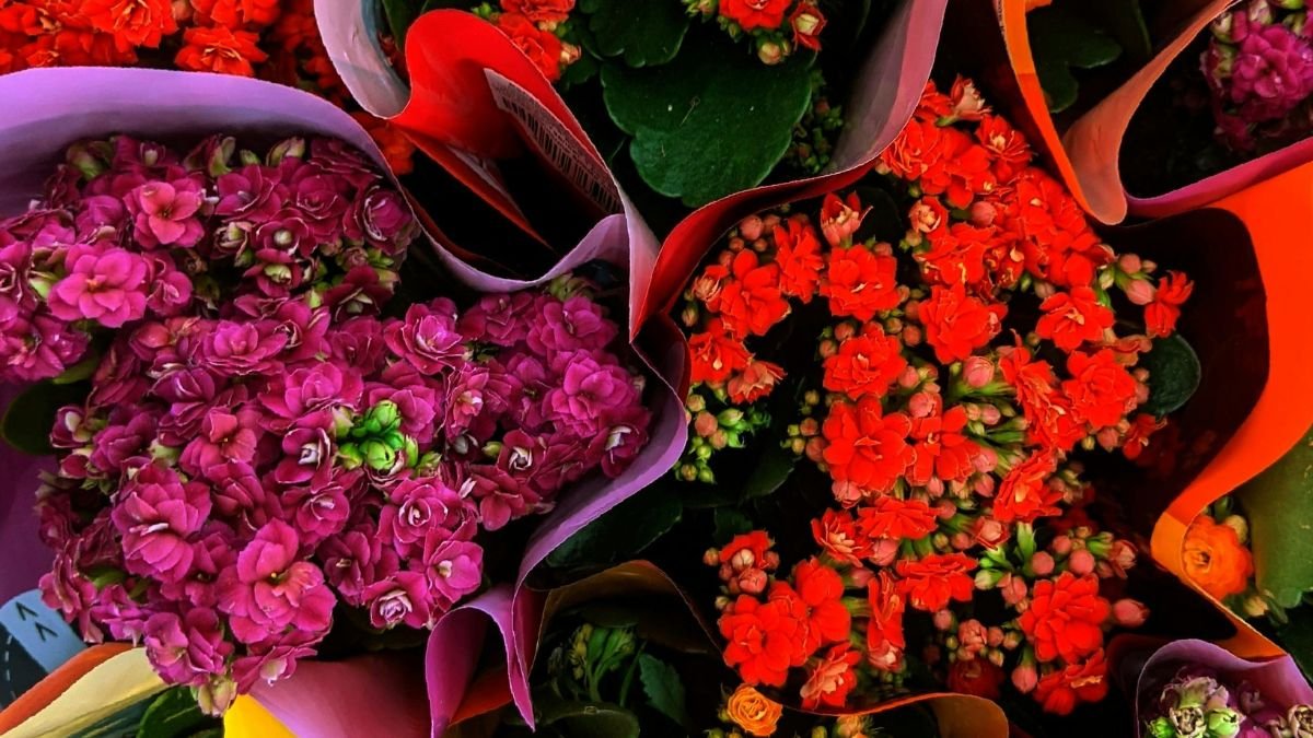 Színes korallvirágok, pink és piros virágok, papírba csomagolva, friss és élénk megjelenés.