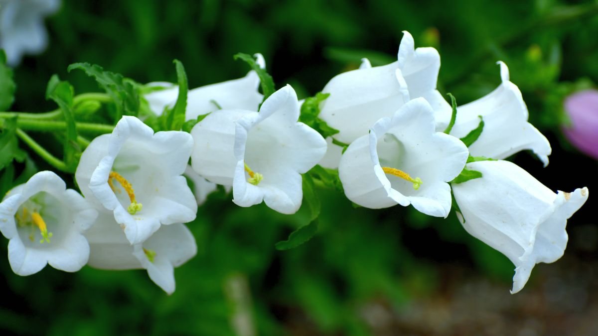 Fehér harangvirágok (Campanula) virágzik, zöld levelek között, a természet szépségét idézve.