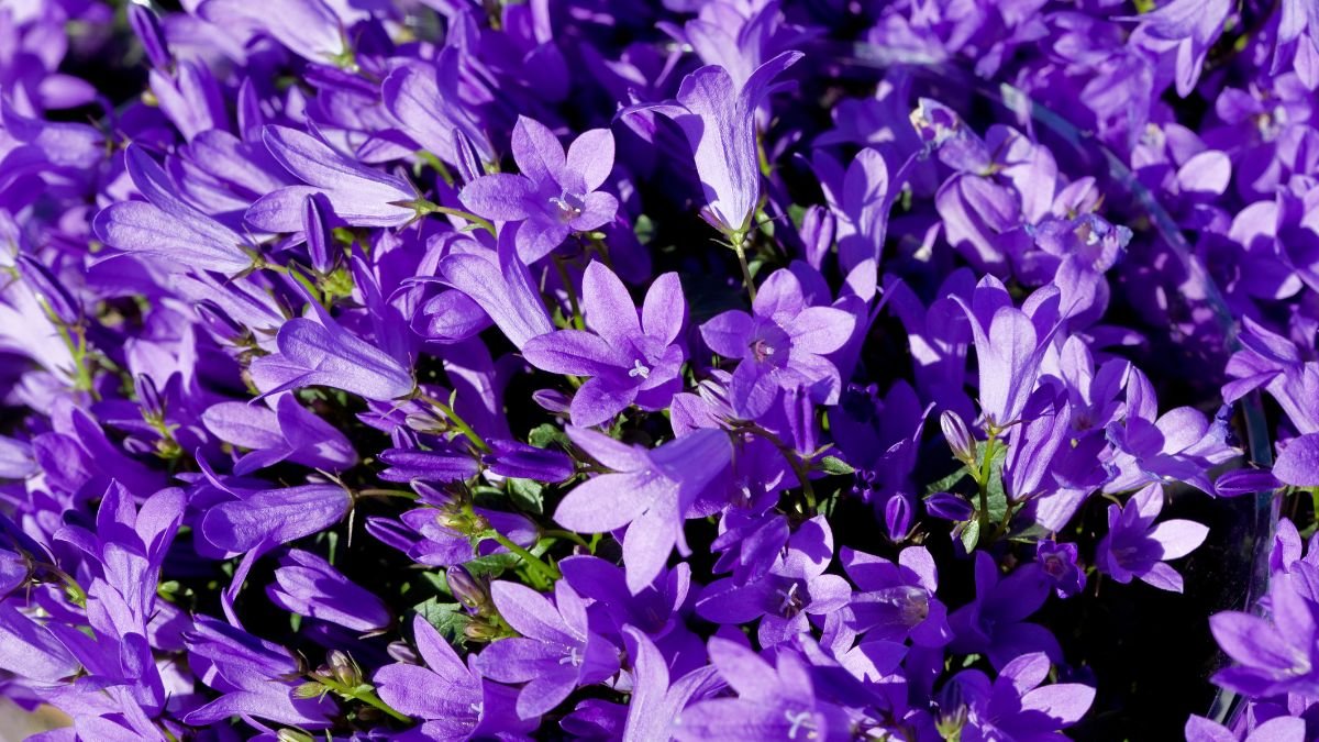 Bokorban virágzó harangvirágok, élénk lila színükben ragyognak, a napfényben csillognak.