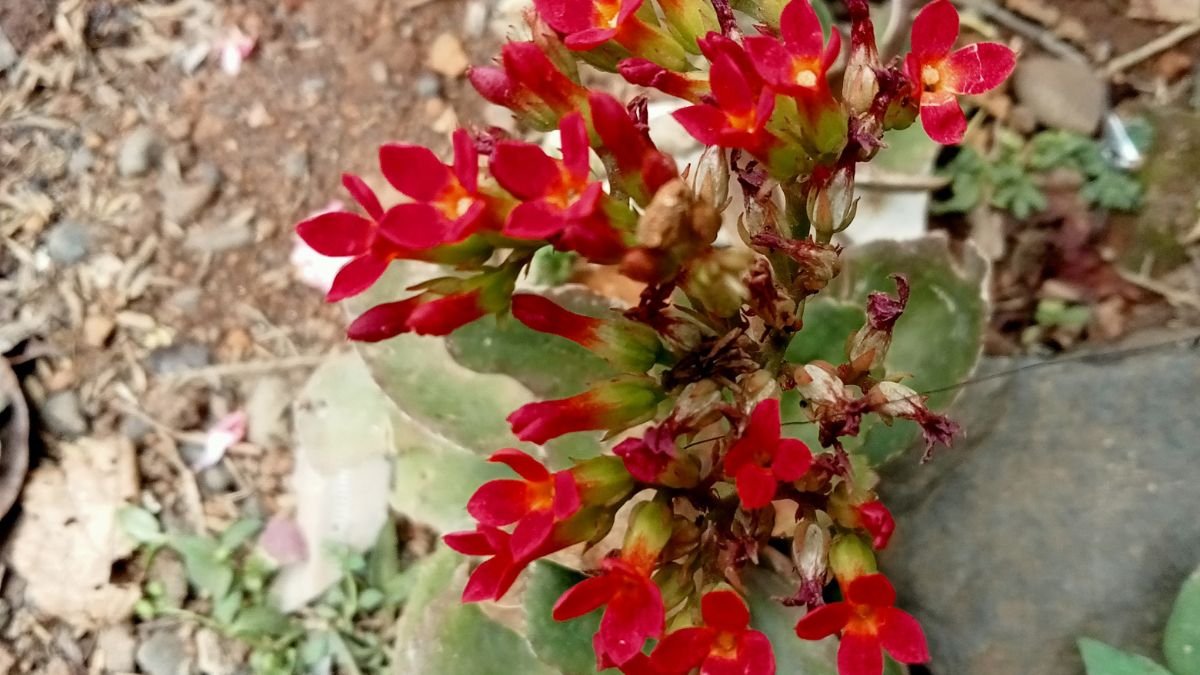 A korallvirág virágzó ága élénkpiros virágokkal, zöld levelek között, természetes környezetben.