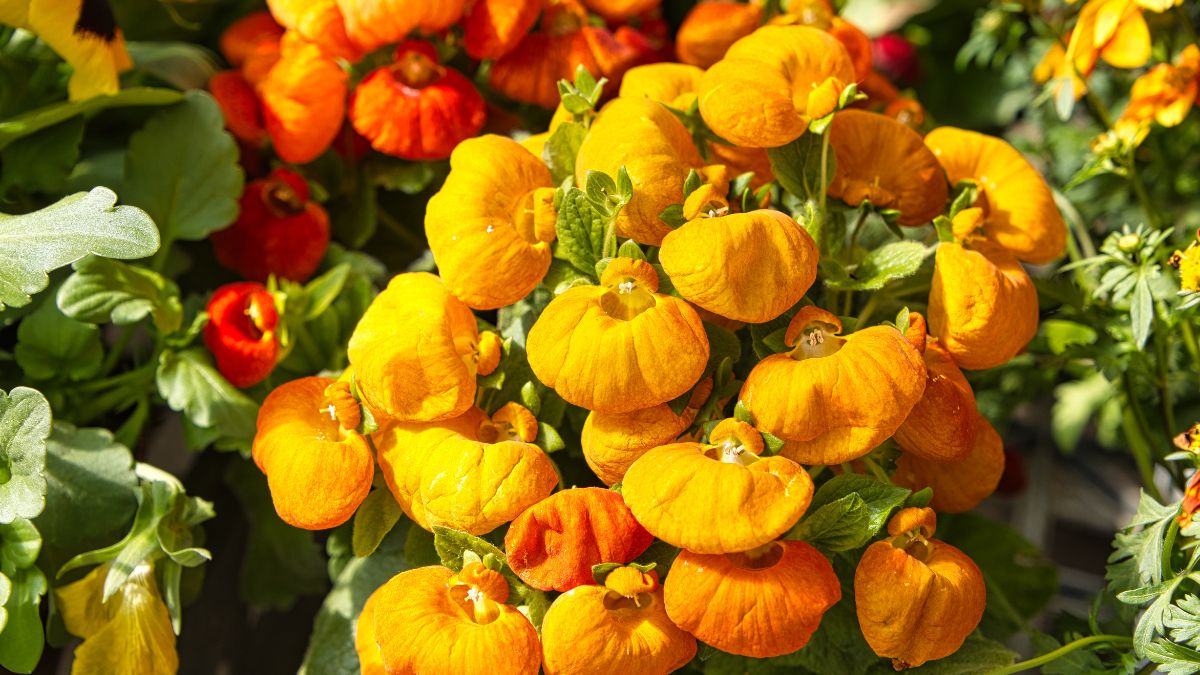 A papucsvirág (Calceolaria) élénk narancs és piros színű virágai, zöld levelekkel körülvéve, tavaszi kertben.