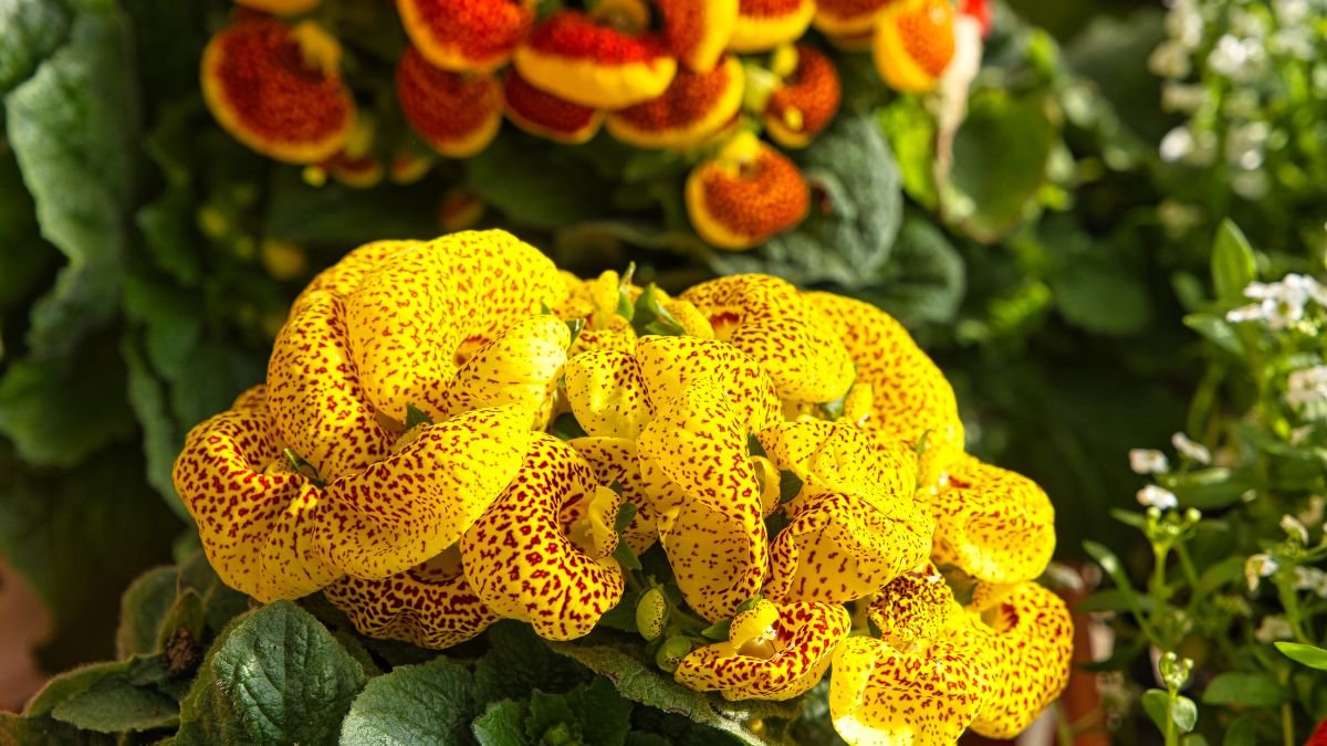 A képen színes papucsvirágok láthatók, élénk sárga és vörös foltokkal díszítve, zöld levelekkel körülvéve.