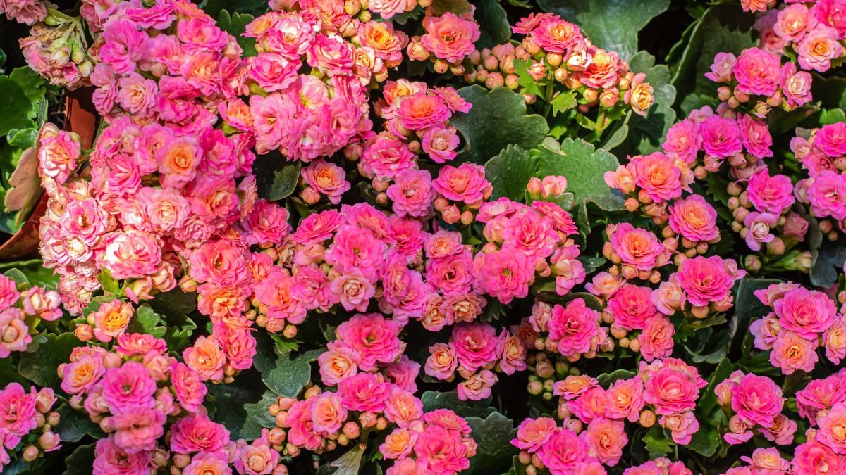 Bőségesen virágzó korallvirág, rózsaszín virágokkal és zöld levelekkel, szobanövényként.