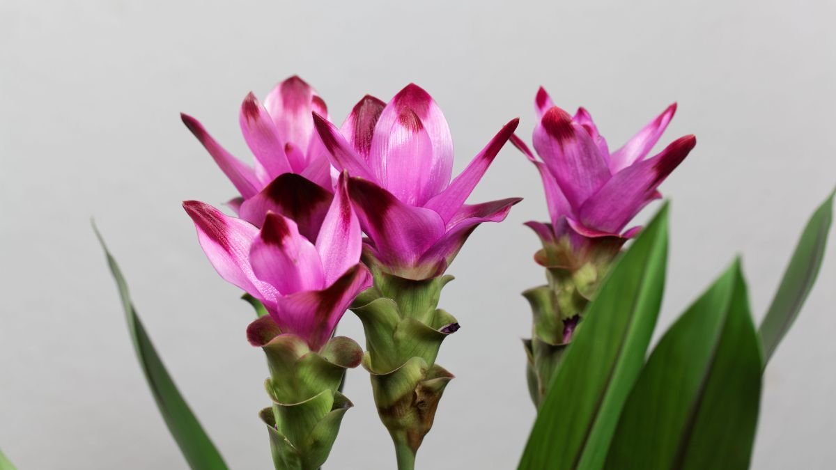 A Kurkuma virág élénk rózsaszín és lila színű virágai, zöld levelekkel körülvéve, egzotikus megjelenést kölcsönöznek.