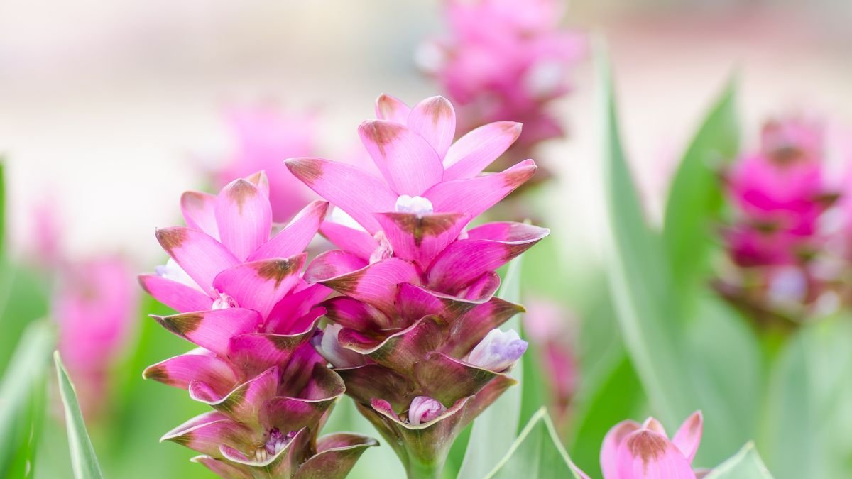 Közelről látható a kurkuma virág színes, rózsaszín virágzata, zöld levelek között.