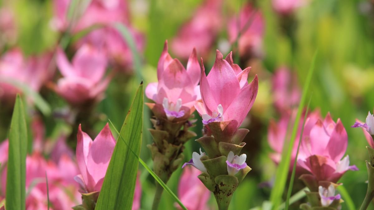 A Kurkuma virág gyönyörű, rózsaszín virágai zöld levelek között bontakoznak ki, nyári napsütésben ragyognak.