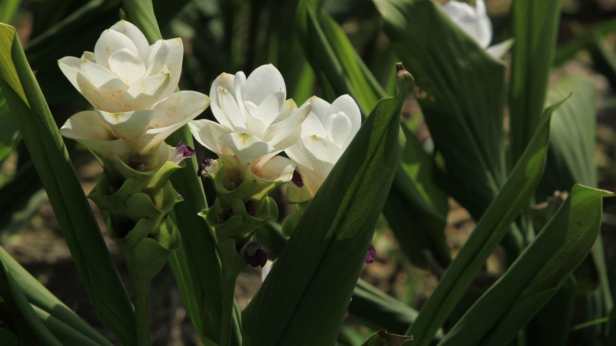 A Kurkuma virág (Curcuma alismatifolia) fehér virágai zöld levelek között bontakoznak ki, különleges és egzotikus látványt nyújtva.