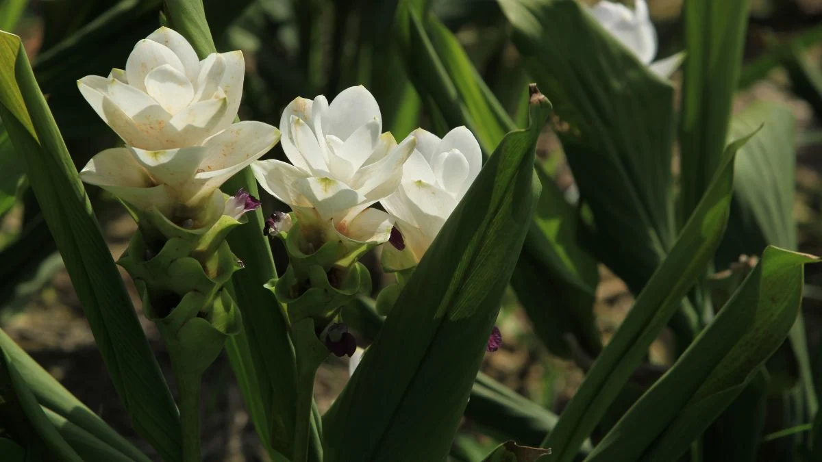 A Kurkuma virág (Curcuma alismatifolia) fehér virágai zöld levelek között bontakoznak ki, különleges és egzotikus látványt nyújtva.