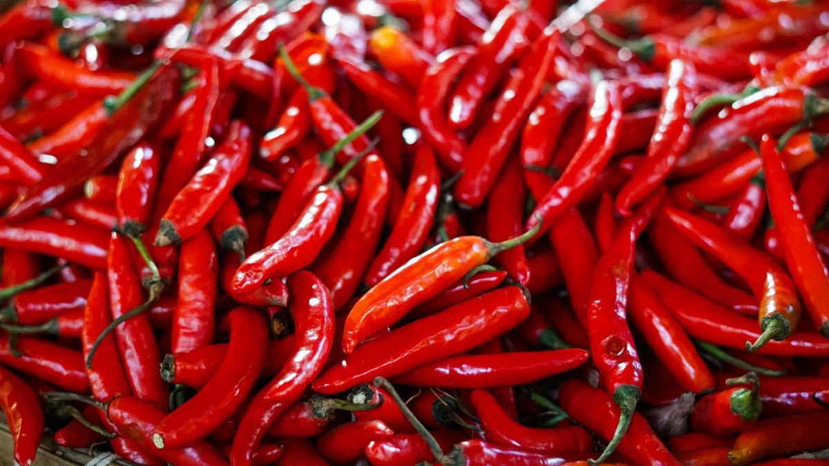 Érett, vörös chilipaprikák sokasága, amelyek frissességet és ízt sugallnak.