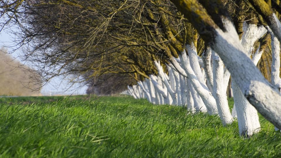 Fehérre meszelt fák törzsei egy zöld fűvel borított mező mentén, őszies hangulatban.