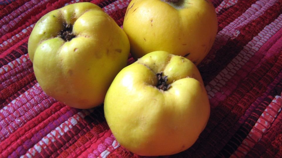 Három aranysárga birsalma, érett és zamatos gyümölcsök, egy színes szőnyegen.