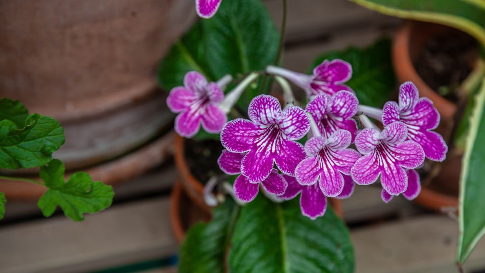 A fokföldi ibolya színes virágai élénk rózsaszín árnyalatban, zöld levelek között, cserépben.