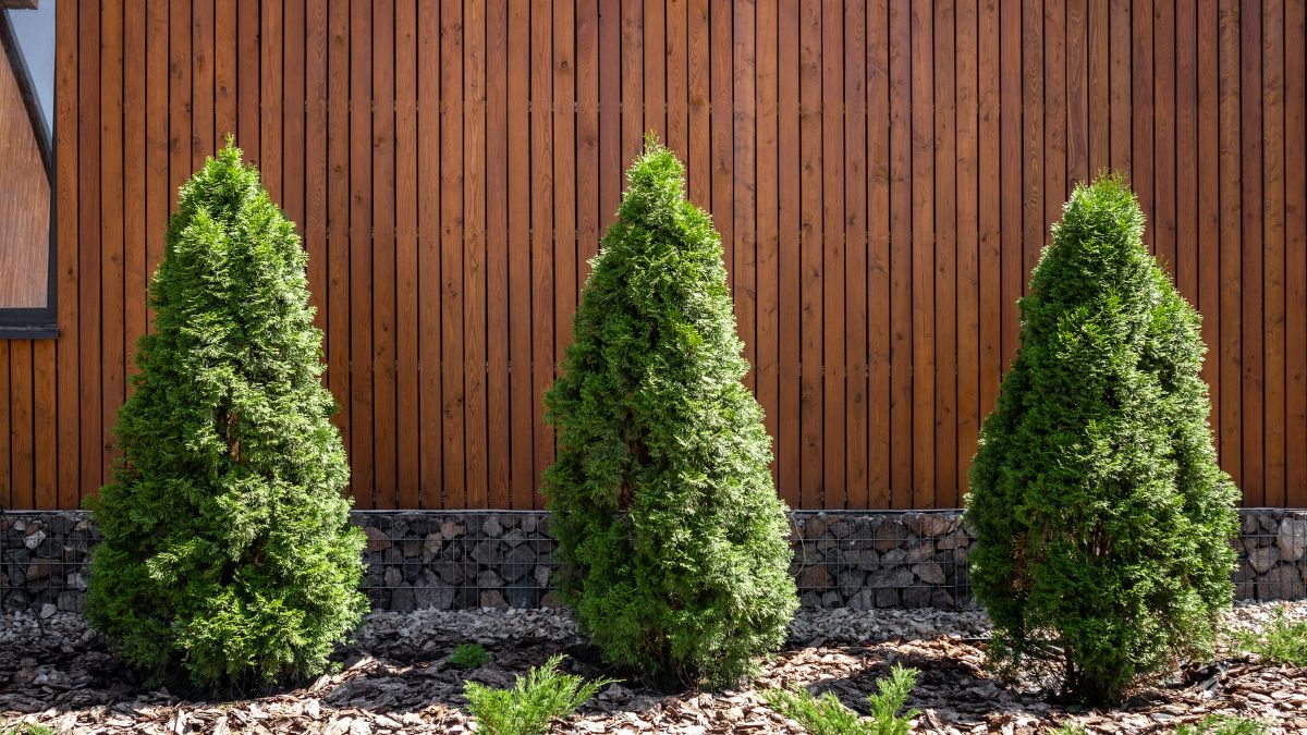 Három egészséges, zöld tuja áll egy faház háttér előtt, gondozott kertben.